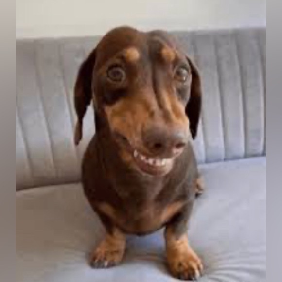 Wiener Dog Funny Coffee Mug Dachshund Doxie 11oz Cup Gift NWT . Brand NEW - Picture 8 of 9